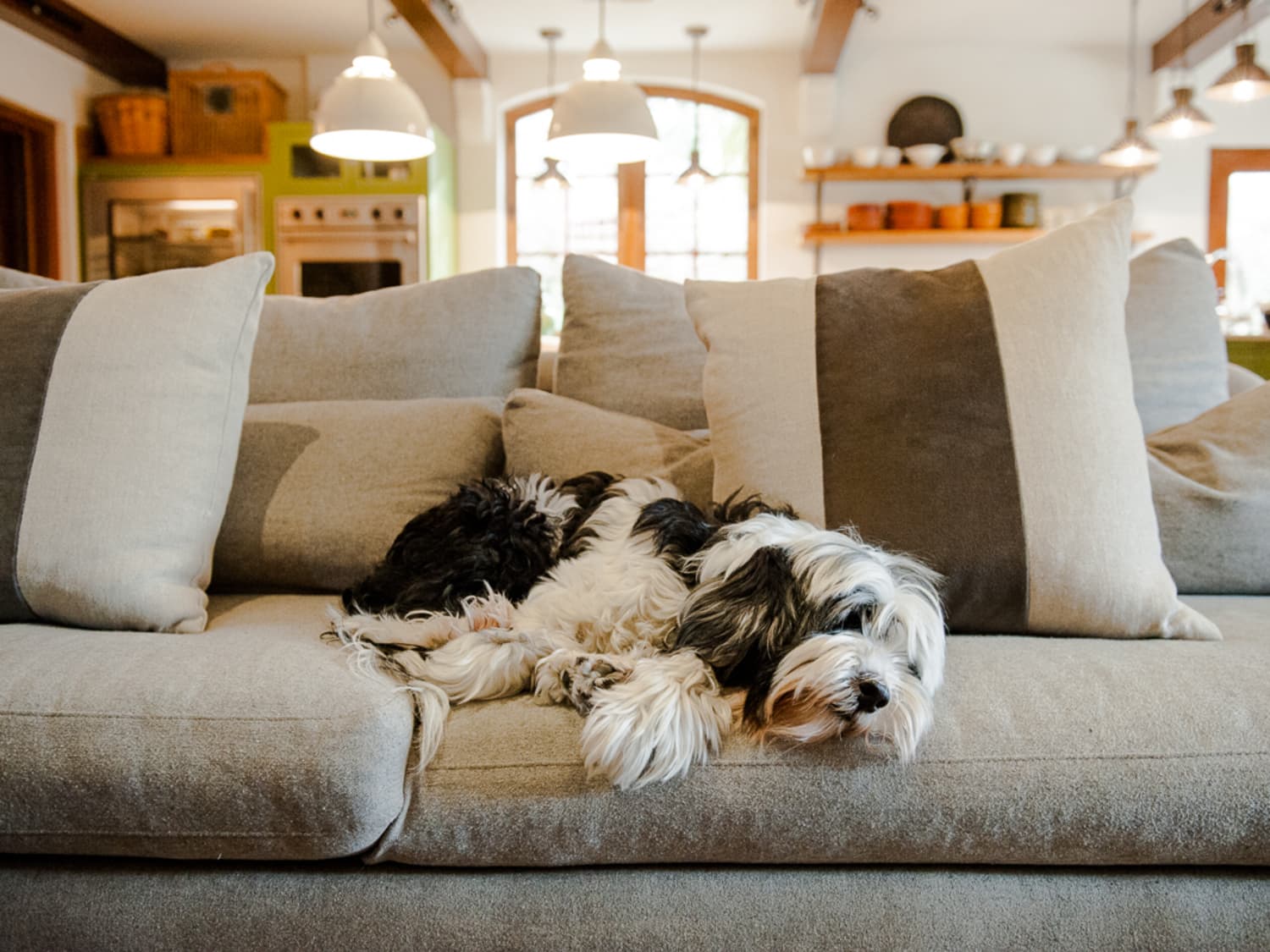 Lost pet finder chewy shop
